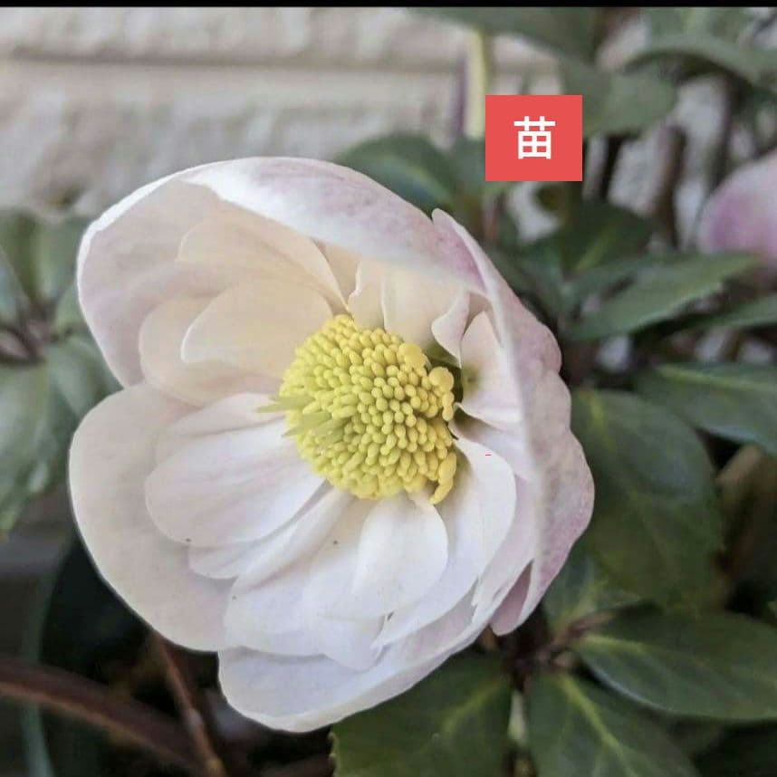 クリスマスローズ　八重　ピンク　ニゲル　4号苗　苗　鉢　バラ　八重　原種