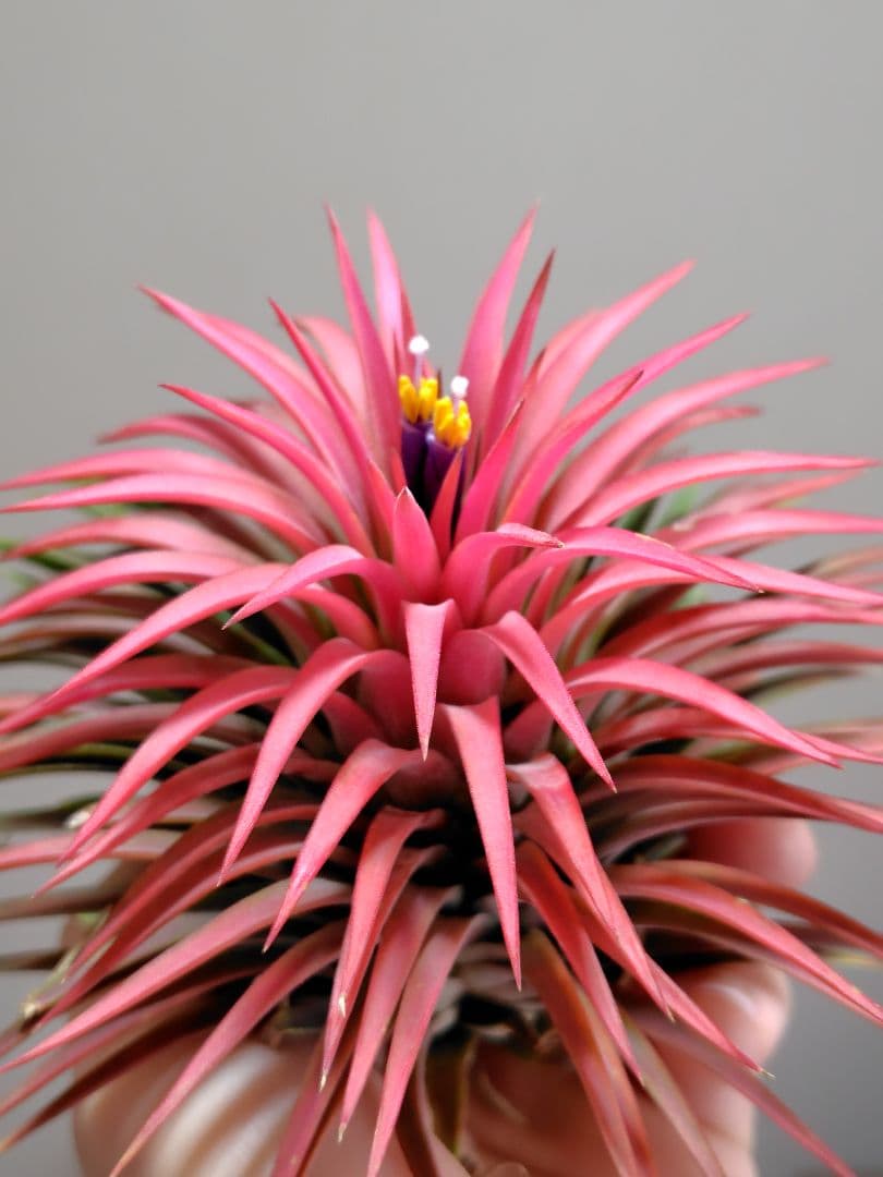 S*S様 イオナンタ ヘッジホッグ from TI