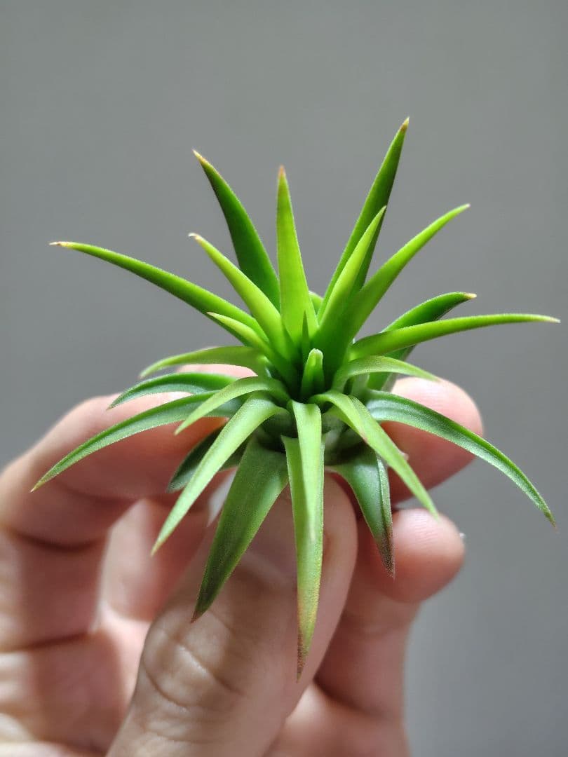 S*S様 イオナンタ ヘッジホッグ from TI