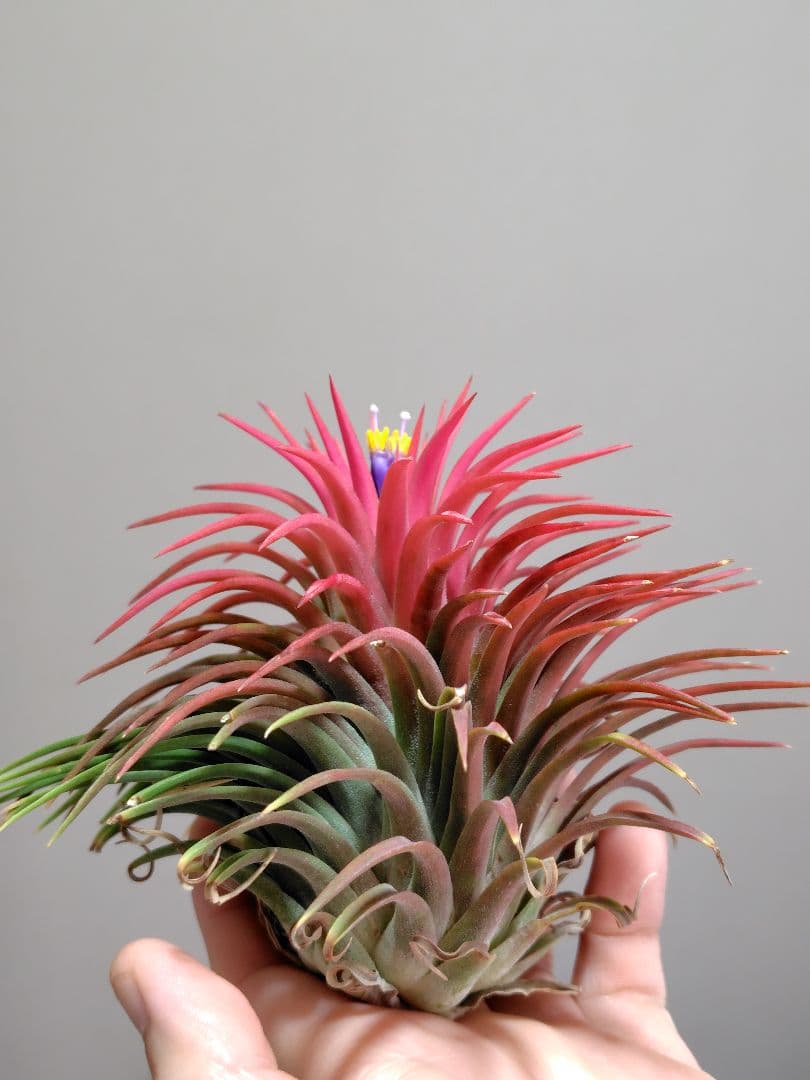 S*S様 イオナンタ ヘッジホッグ from TI