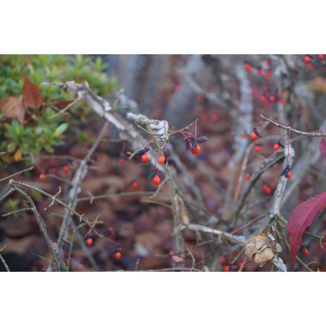 ❤即購入1000円OFF❤ ソニー α57 望遠レンズ ダブルズームキット