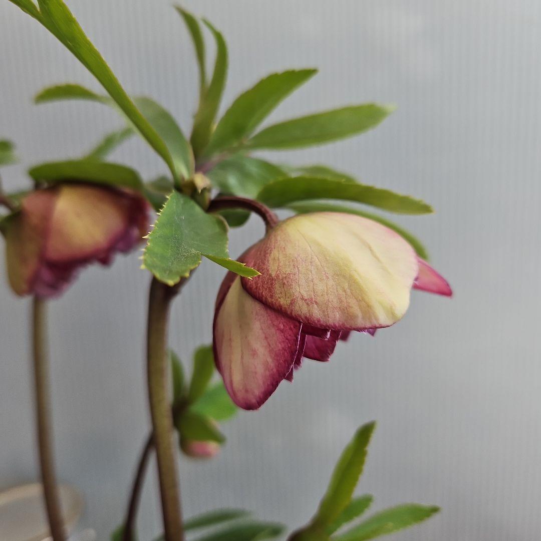 ㉖-176クリスマスローズ