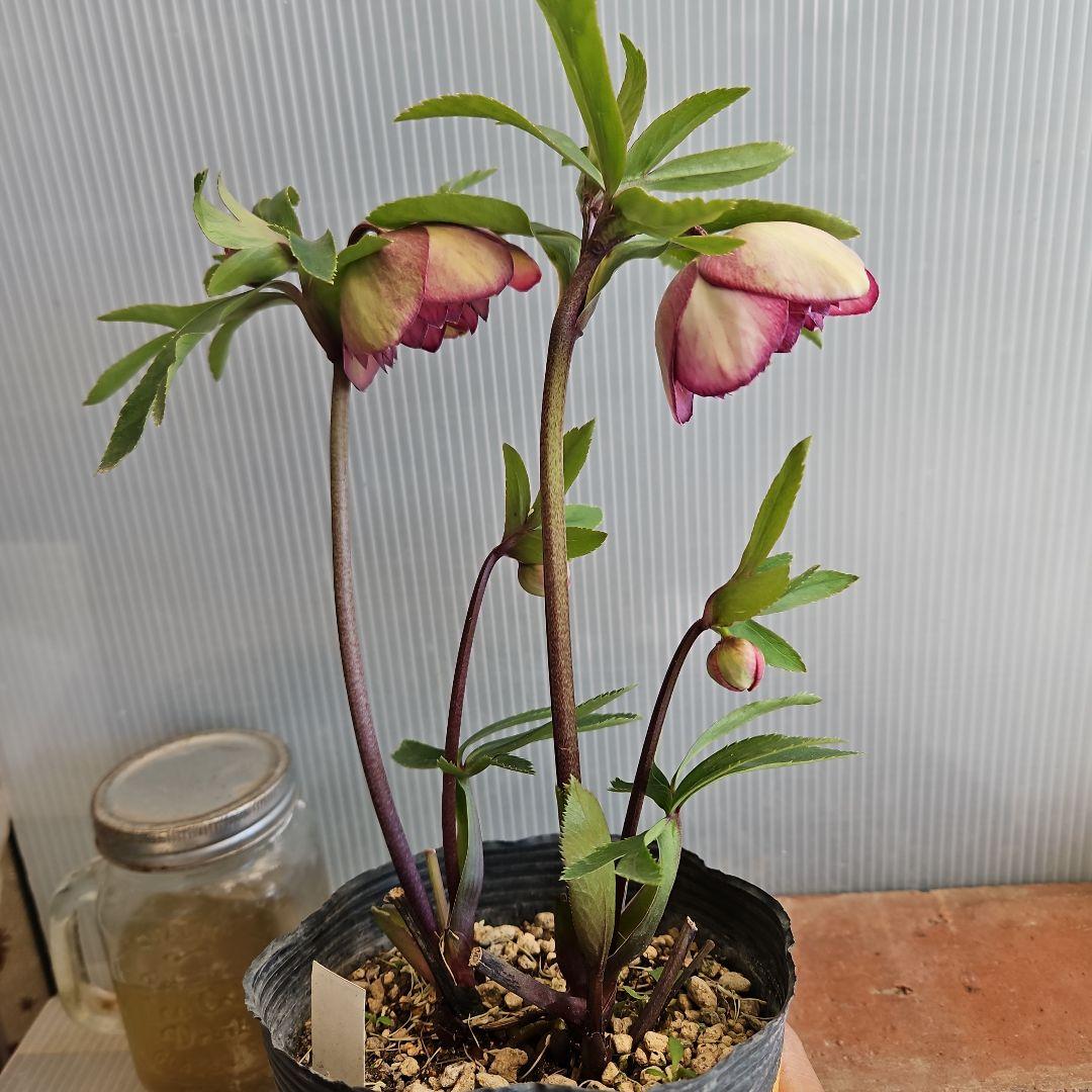 ㉖-176クリスマスローズ