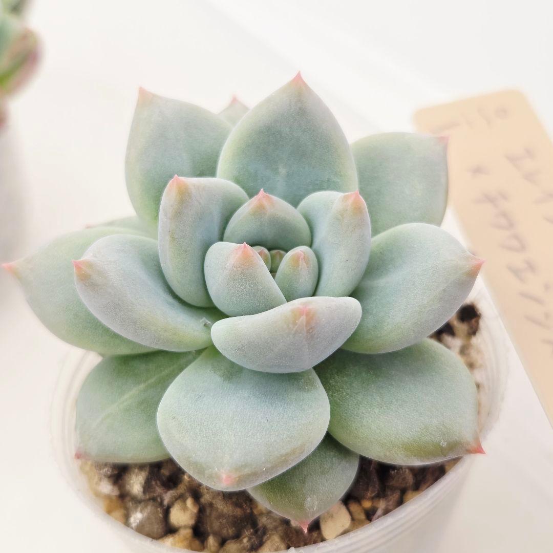 ビ*キ様 ㊸大きめ さくらホイップ❣️ミニマカロン❣️中リン交配❣️発根済6苗メ