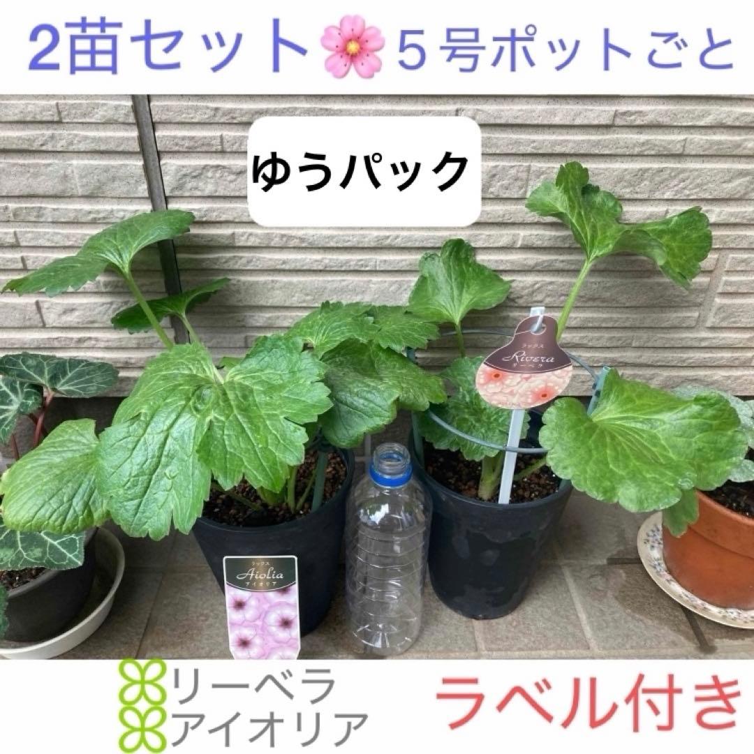 ♡⭐︎美晴⭐︎♡