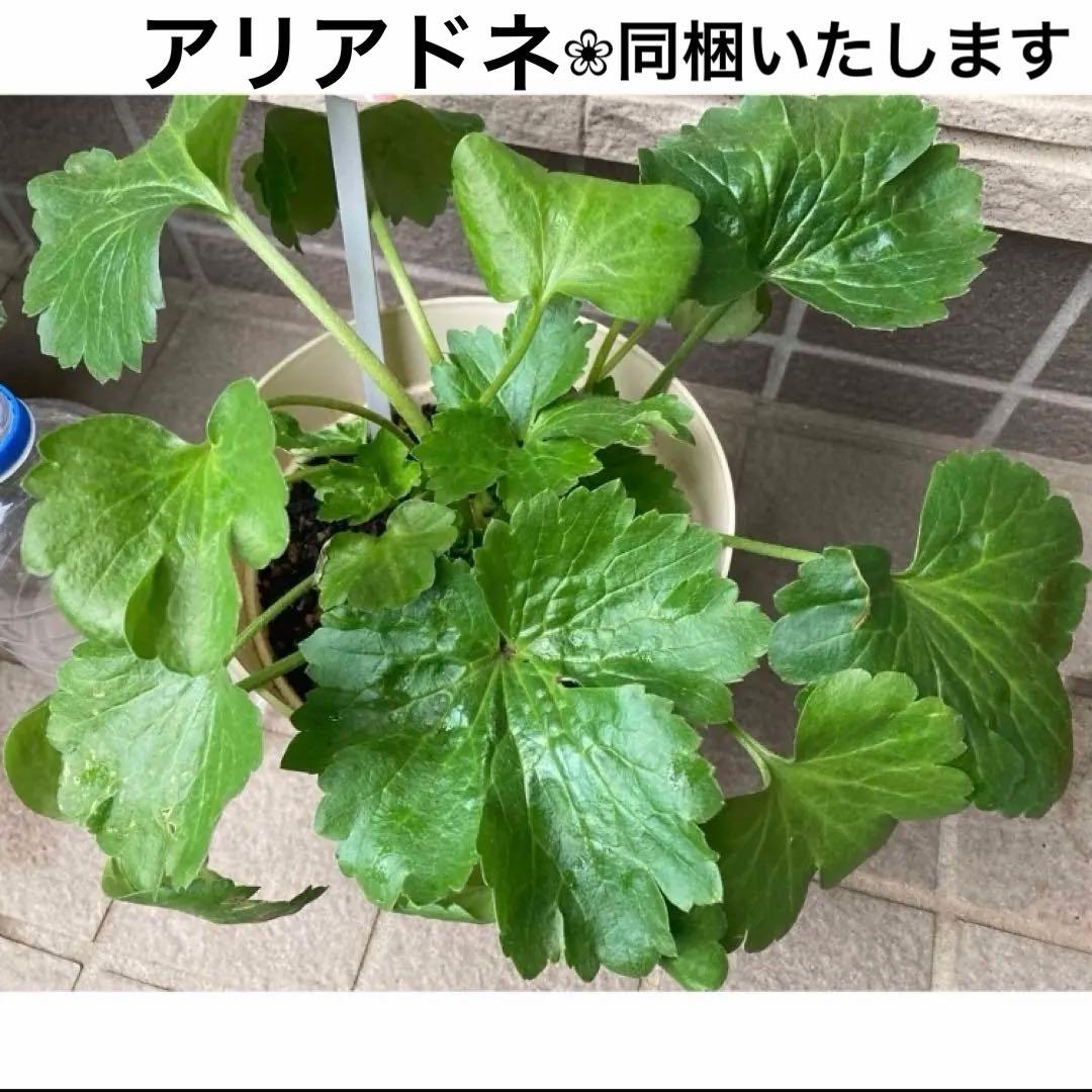 ♡⭐︎美晴⭐︎♡