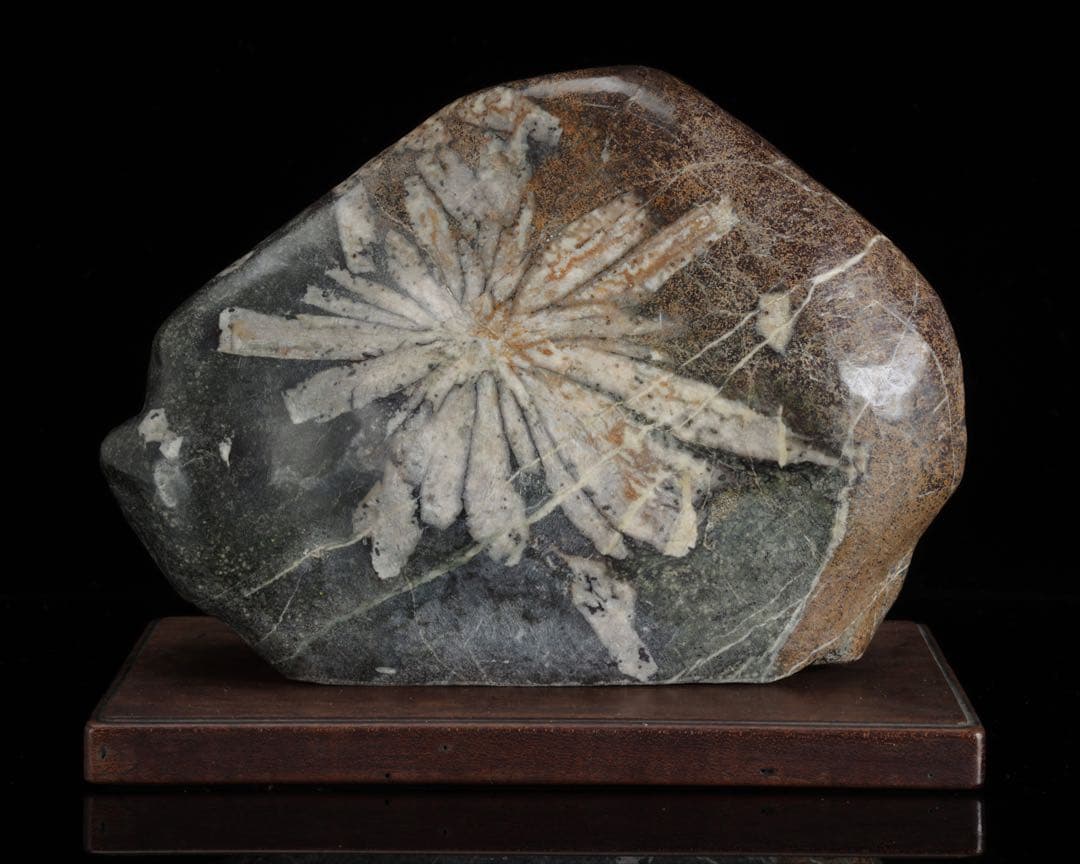 h*o様 菊花石 サバ菊 一輪 紋石 台座付 4.1kg 鑑賞石 自然石 原石