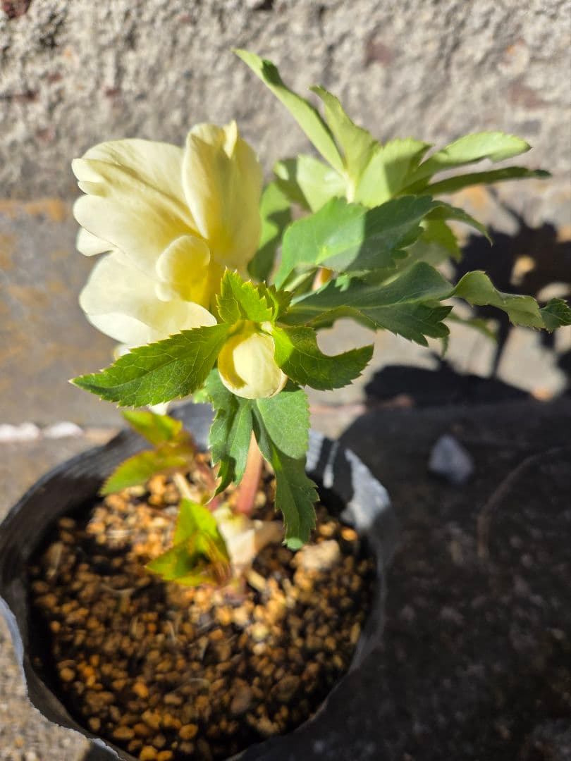 クリスマスローズ 　かぐや姫