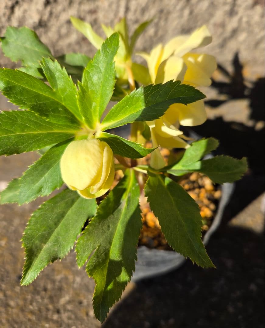 クリスマスローズ 　かぐや姫