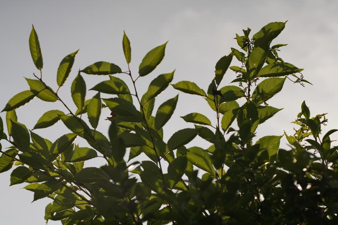 Super-Multi-Coated 6x7 105mm F2.4 説明欄名前