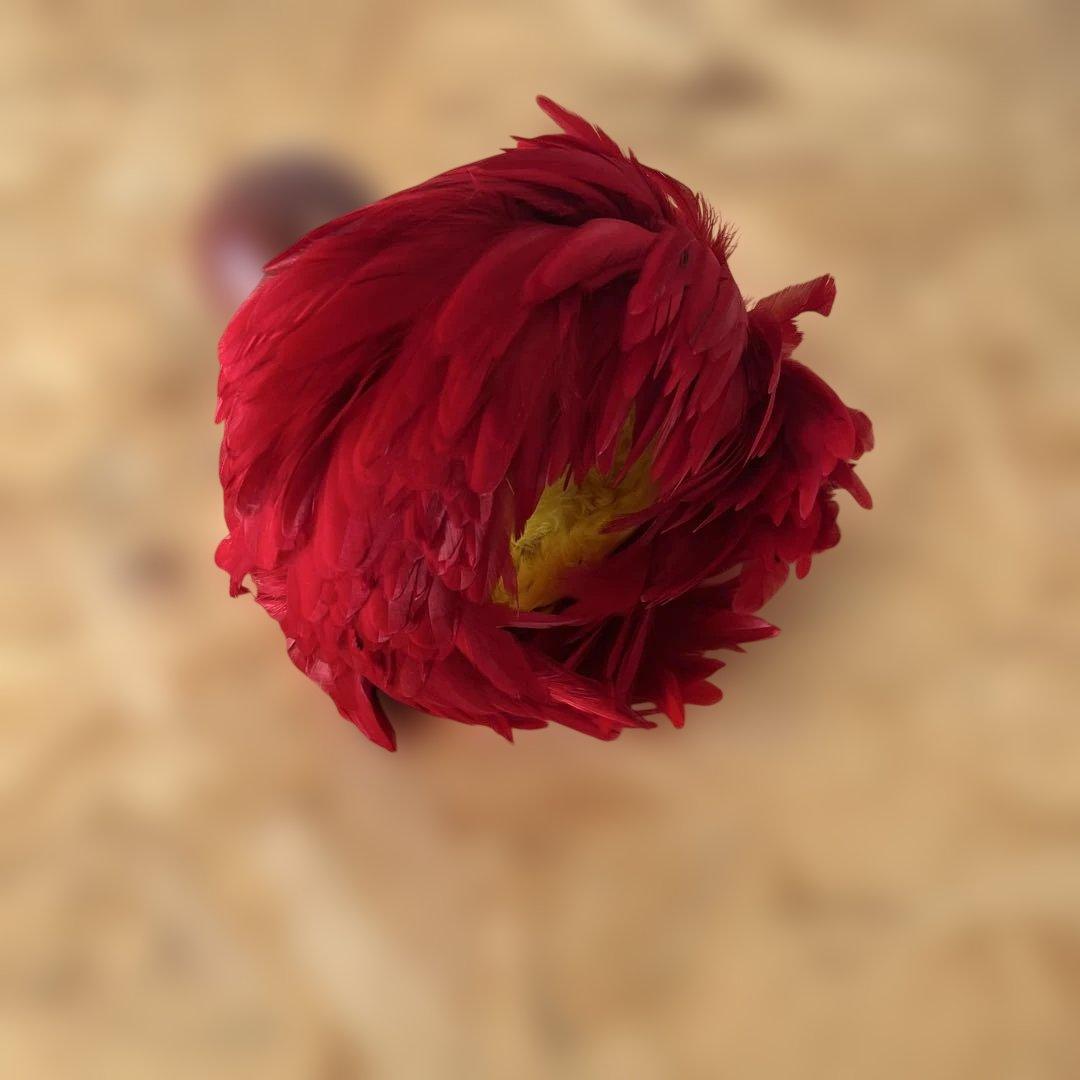 フラ　ウリウリ　中古品