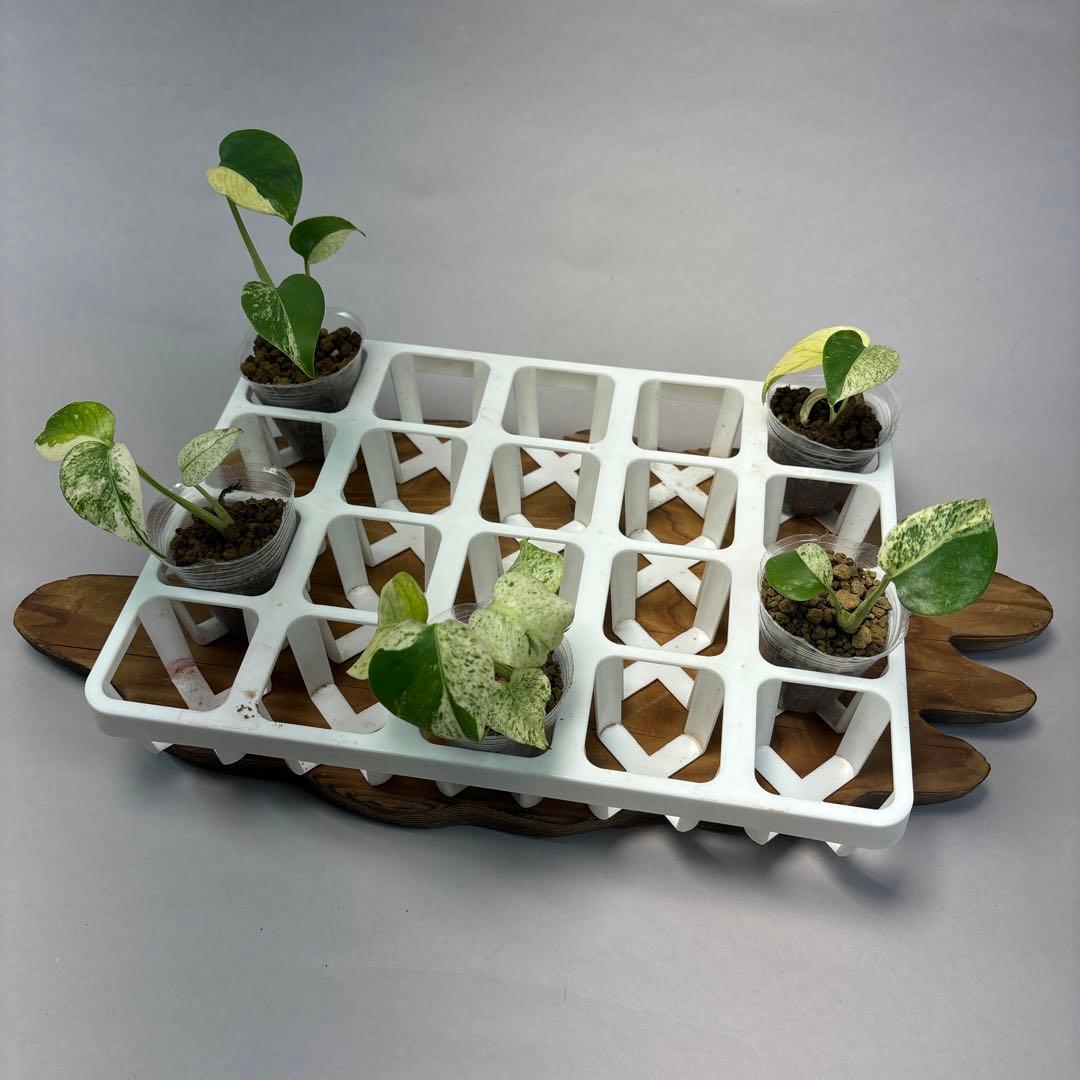 ペ*シ様 5株セットms10【特別選抜】ホワイトモンスター／天津蘭 モンステラ斑