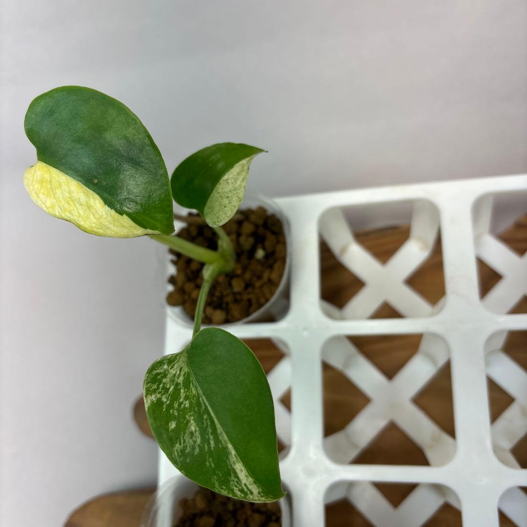 ペ*シ様 5株セットms10【特別選抜】ホワイトモンスター／天津蘭 モンステラ斑