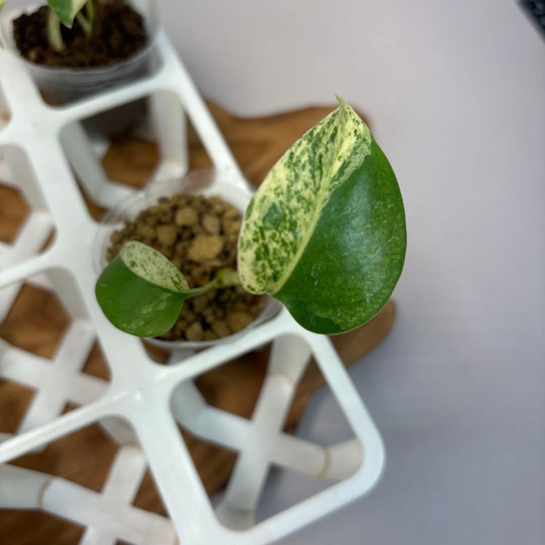 ペ*シ様 5株セットms10【特別選抜】ホワイトモンスター／天津蘭 モンステラ斑