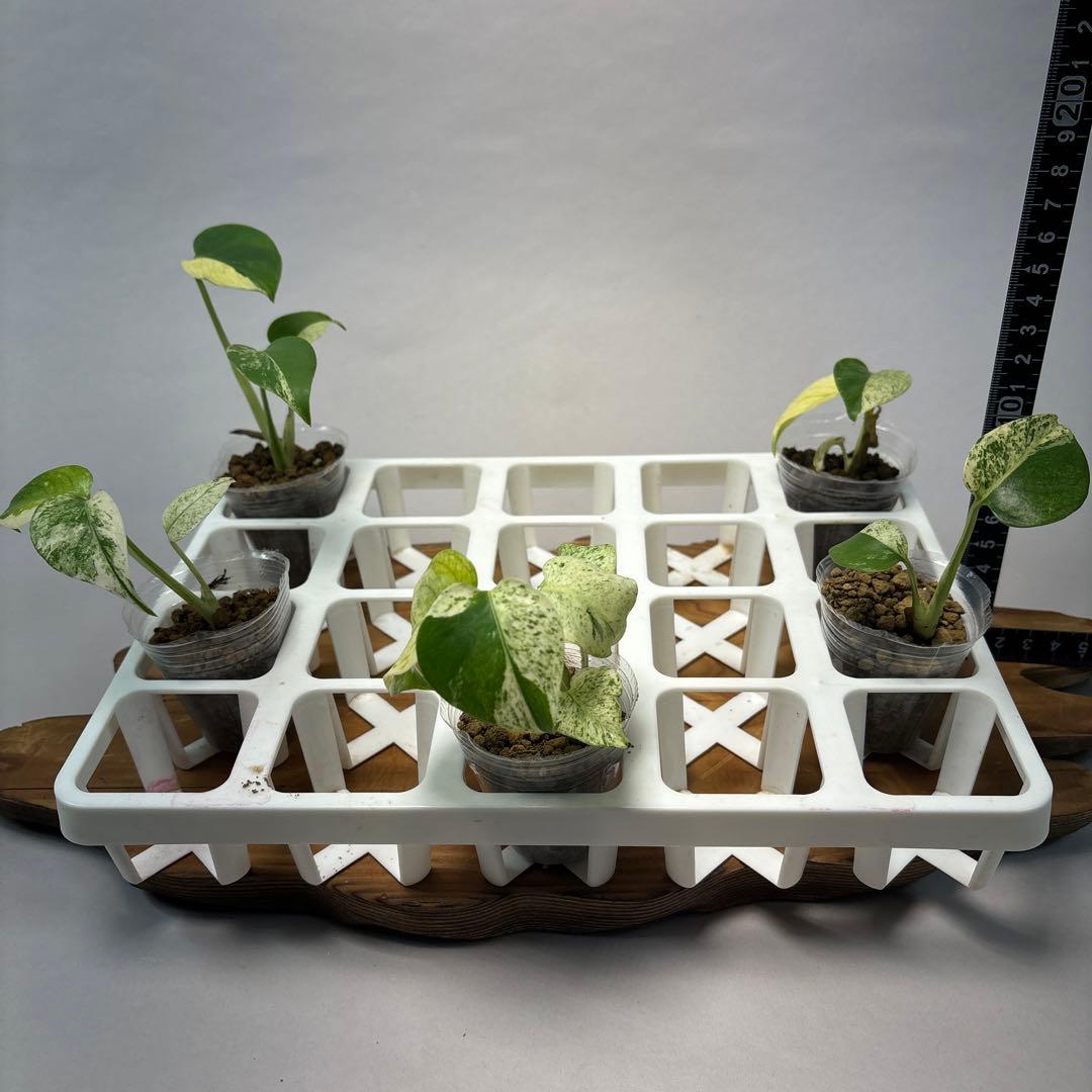 ペ*シ様 5株セットms10【特別選抜】ホワイトモンスター／天津蘭 モンステラ斑