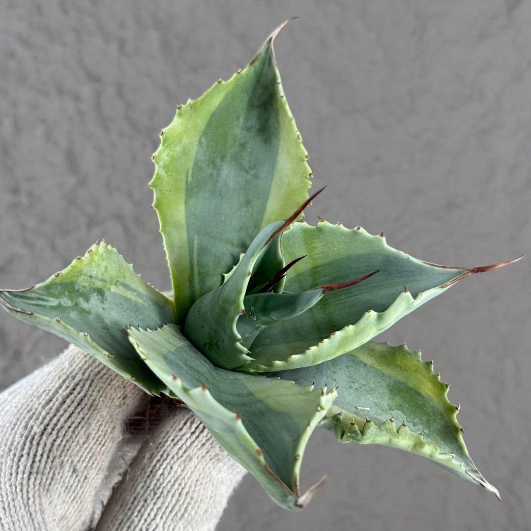 が*ー様 【アガベ オバティフォリア“オルカ”】地植え/-18℃まで/極上　L2