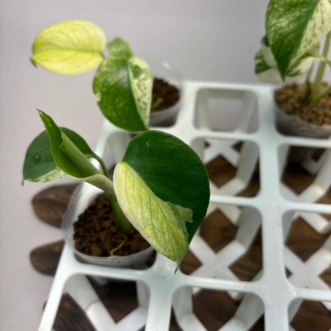 あ*り様 5株セットms08【特別選抜】ホワイトモンスター／天津蘭 モンステラ斑