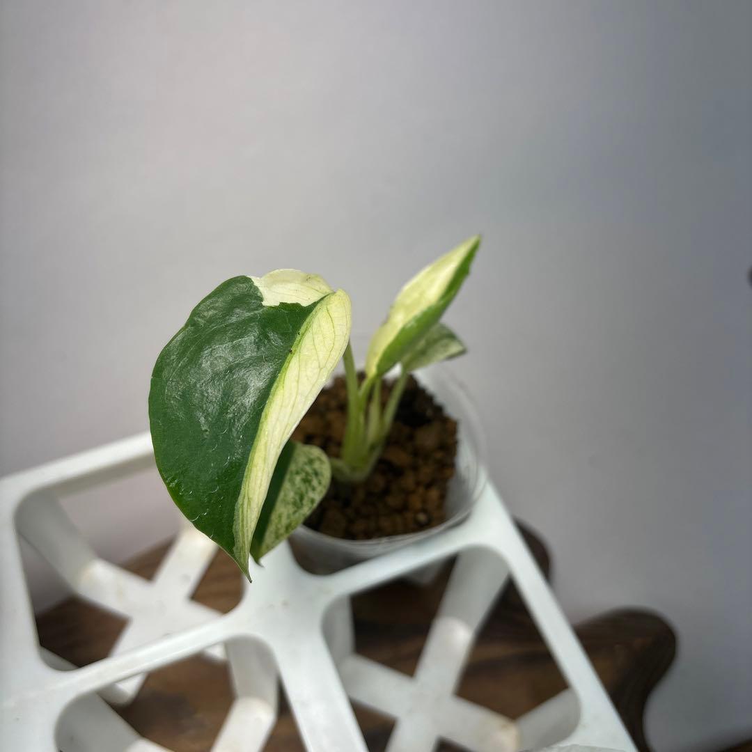 あ*り様 5株セットms08【特別選抜】ホワイトモンスター／天津蘭 モンステラ斑