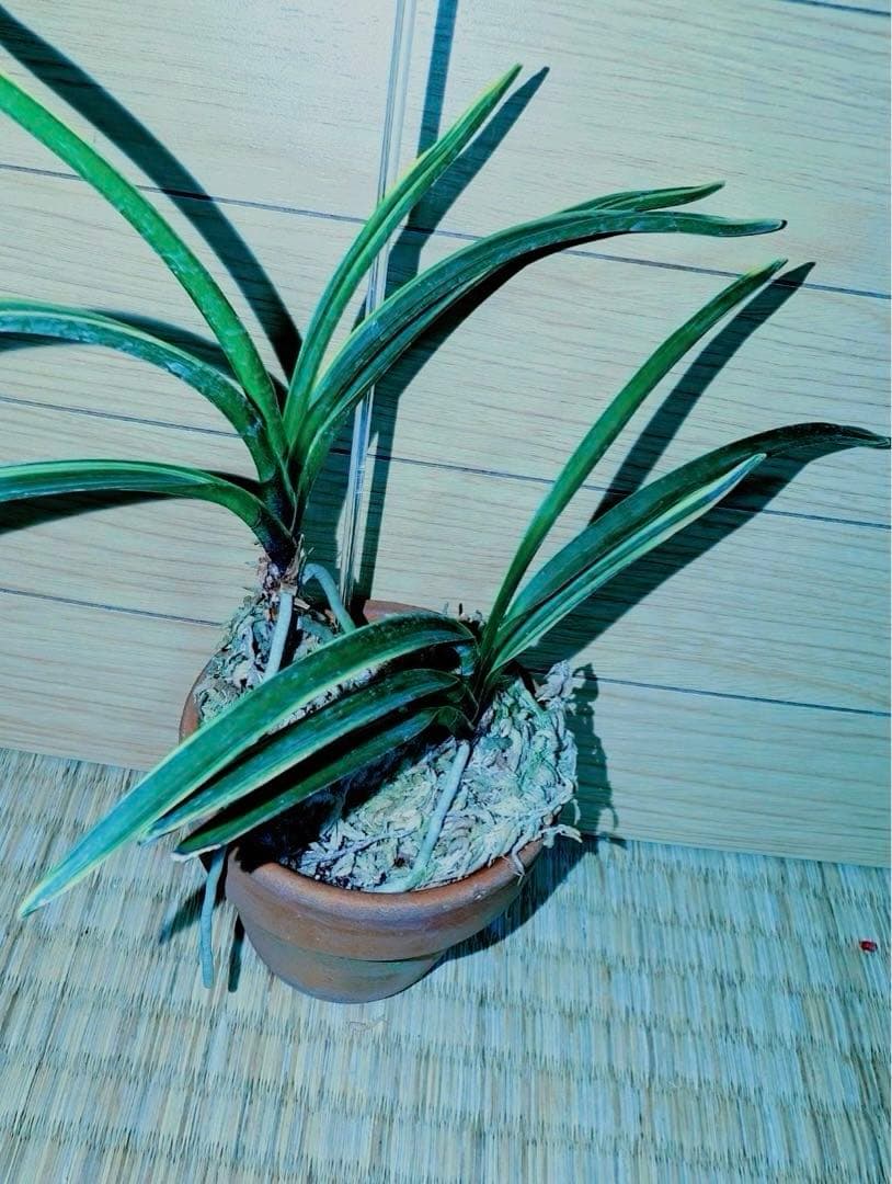 【迎春特別出品】富貴蘭「湖東錦」斑入り