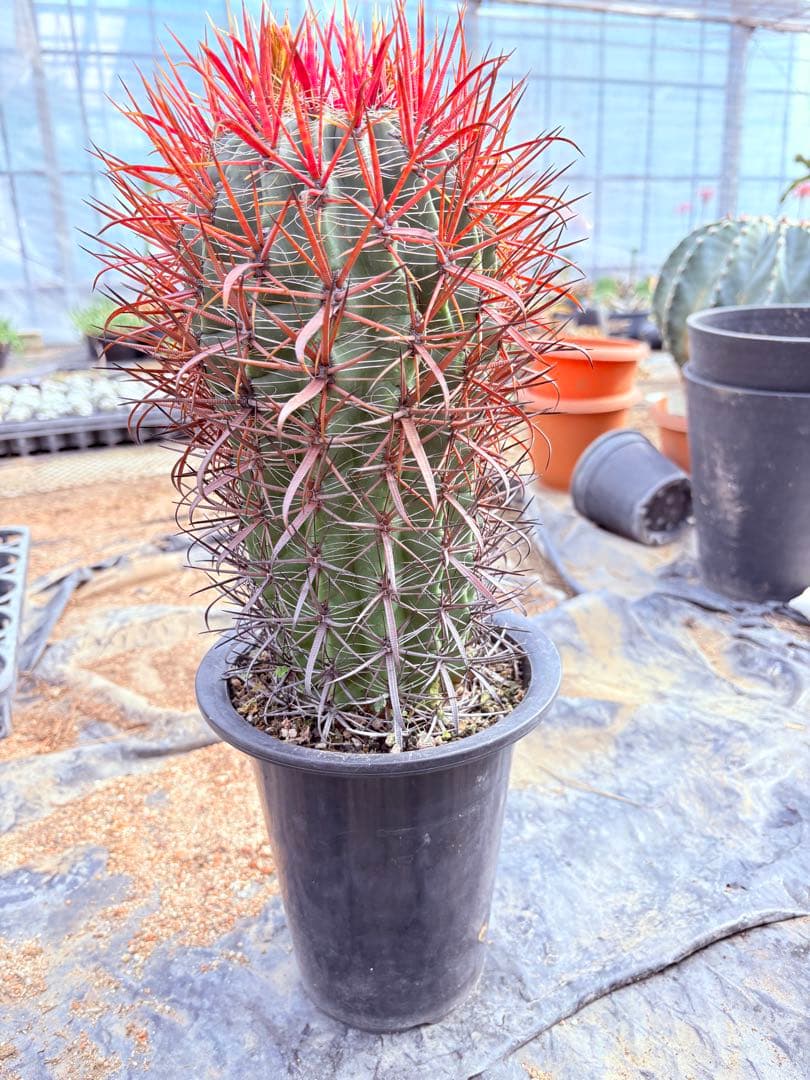 サボテン フェロカクタス 赤棘金冠竜