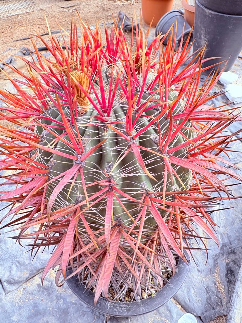 サボテン フェロカクタス 赤棘金冠竜