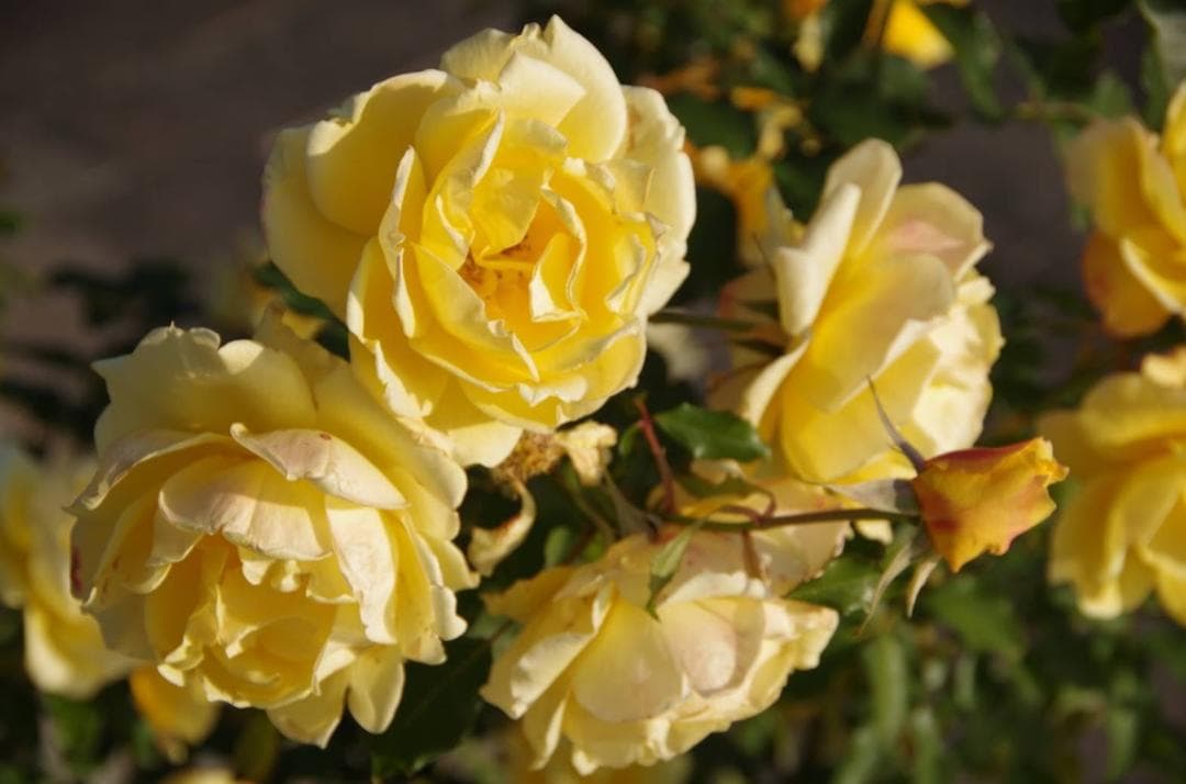 【作例付き】PENTAX-DA 18-135mm ED AL DC WR