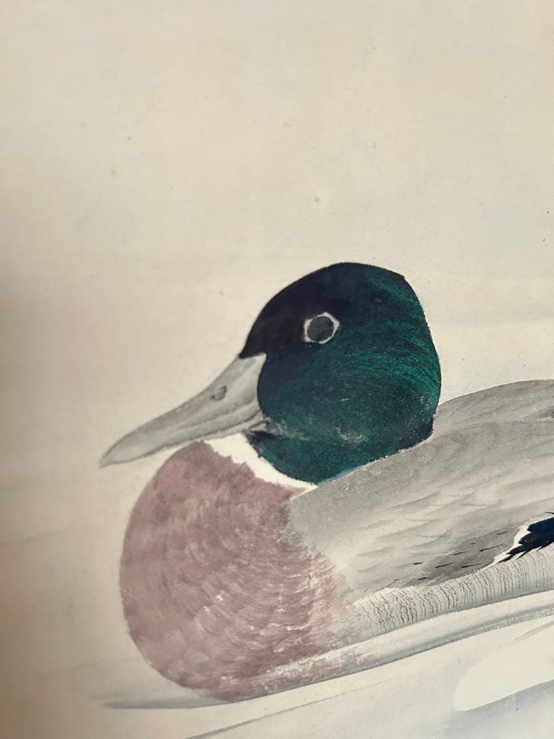 江戸時代　森徹山　真筆　水中鴨　掛軸　共箱付　茶掛　索丸山応挙