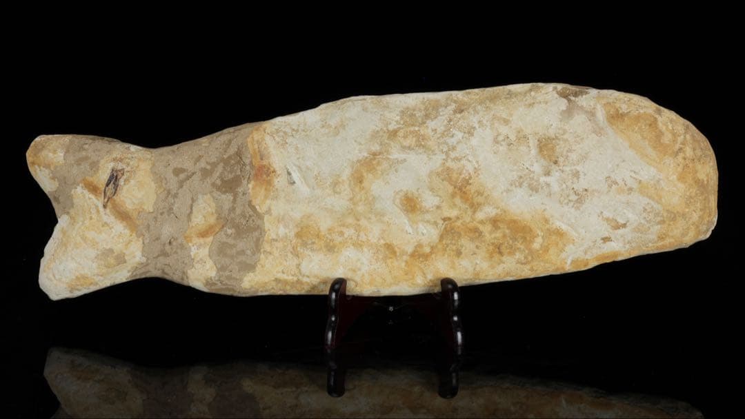 白亜紀前期 サンタナ層産 古代魚化石 クラドキクルス 古生物化石 標本 骨格