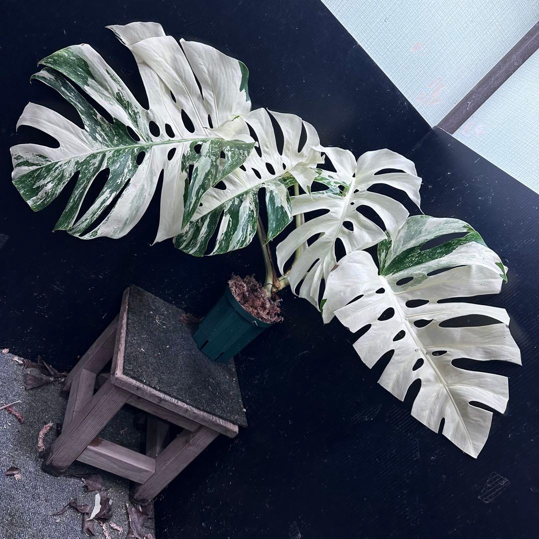 ぱ*に様 斑入りモンステラ ホワイトタイガー極美大株53cm白斑多