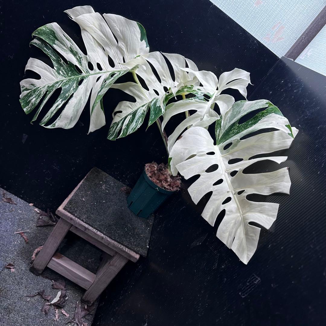 ぱ*に様 斑入りモンステラ ホワイトタイガー極美大株53cm白斑多