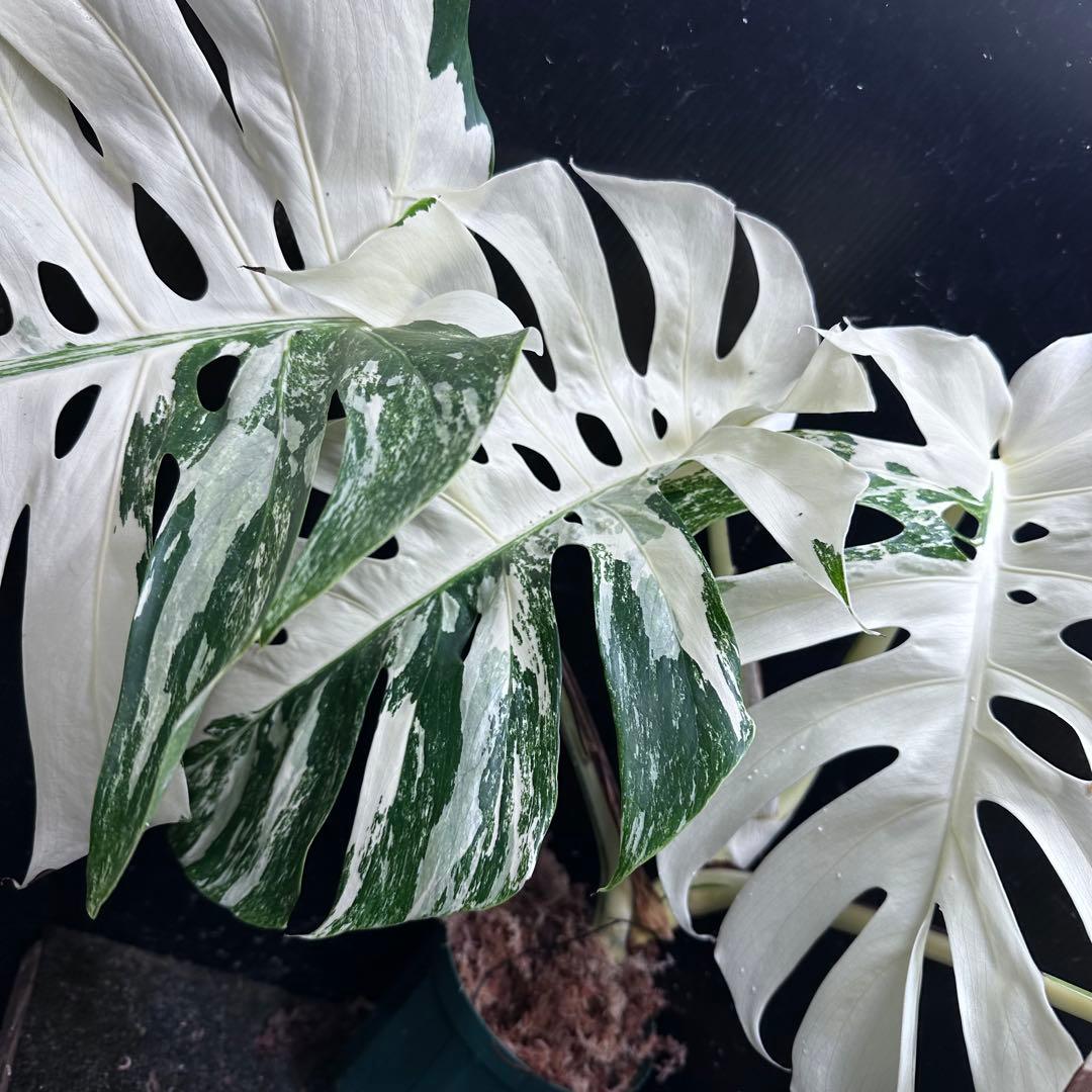 ぱ*に様 斑入りモンステラ ホワイトタイガー極美大株53cm白斑多