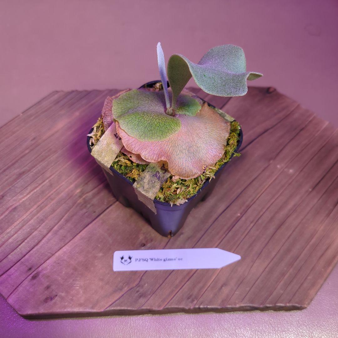 ＠*む様 【期間限定出品】P.FSQ 'White gizmo' oc/ビカクシ