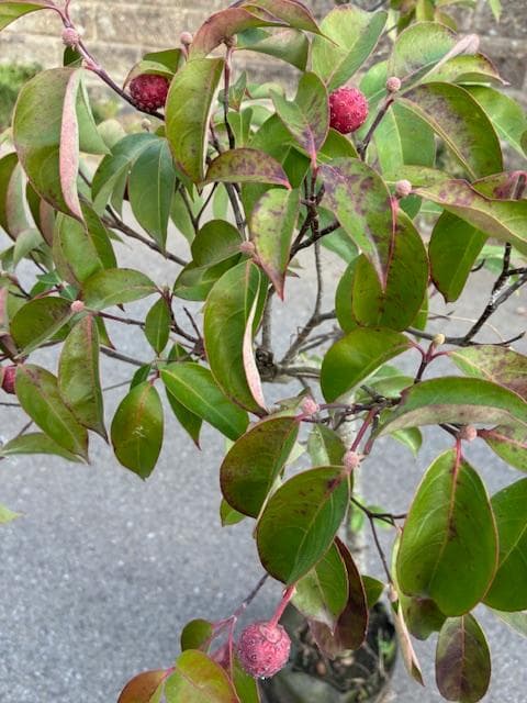 常緑ヤマボウシ　株元から180ｃｍ　ホンコンエンシス　月光