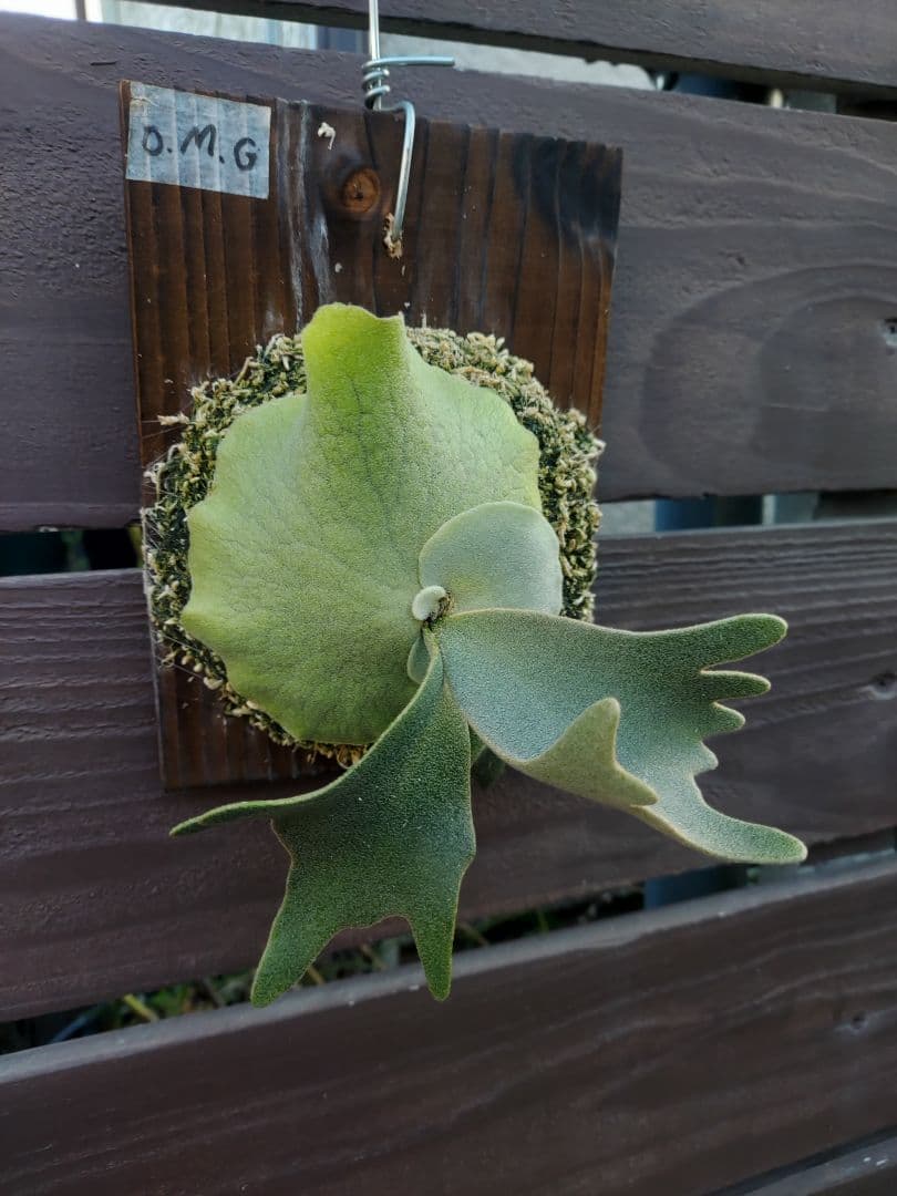 ドワーフ4株セット　胞子培養　ビカクシダ　コウモリラン