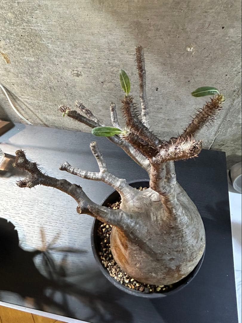 パキポディウムグラキリス　現地球　発根済　大株　グラキリス