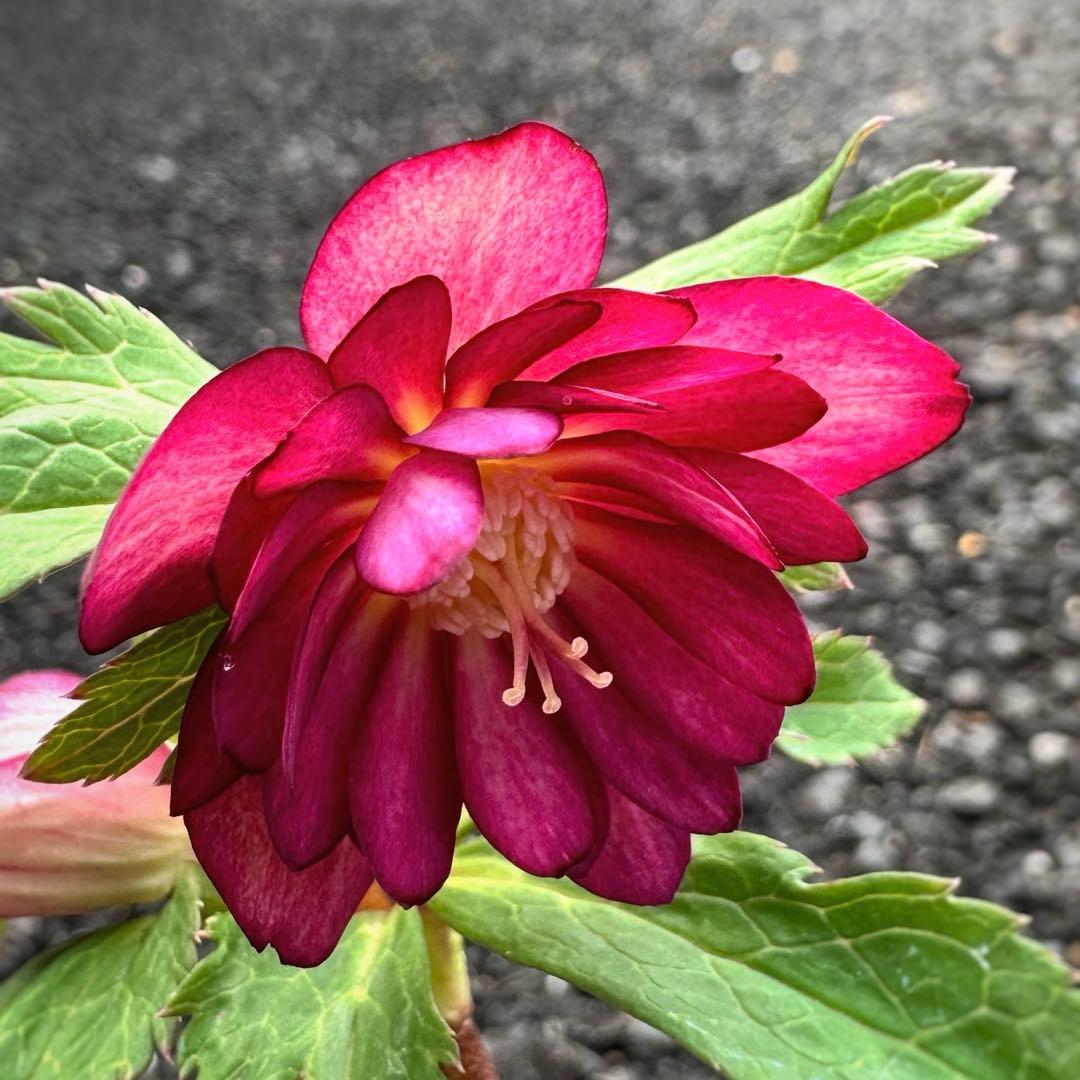 クリスマスローズ　ミスティーク dd 交配苗　大木ナーサリー