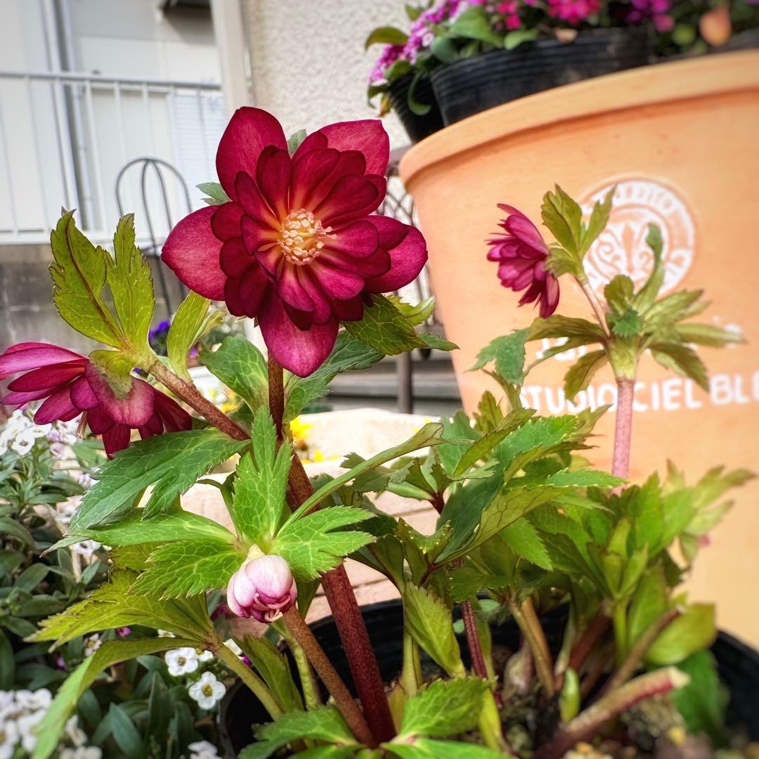 クリスマスローズ　ミスティーク dd 交配苗　大木ナーサリー