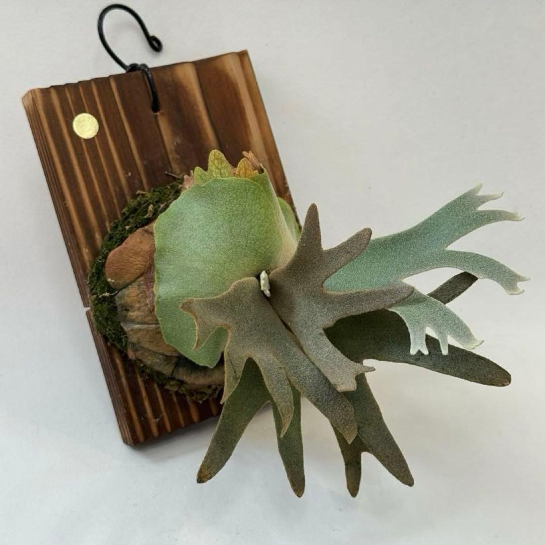 s*a様 ◆ P.Willinckii ‘OMG’ spore（O-019）