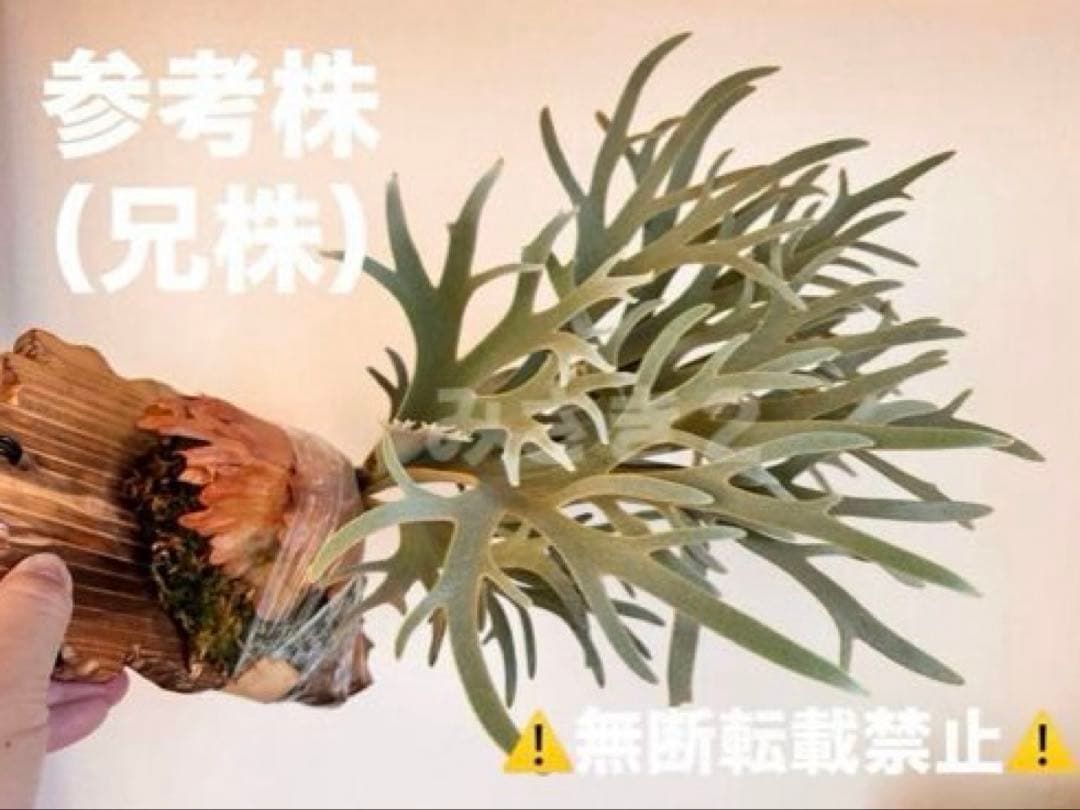 s*a様 ◆ P.Willinckii ‘OMG’ spore（O-019）