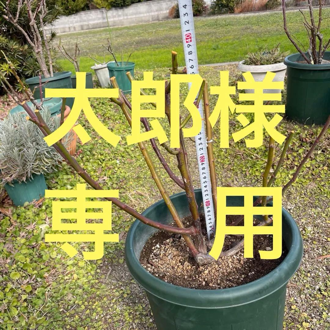 【1.19 癌腫無し　即購入可能】【ER廃盤　ジェフハミルトン苗