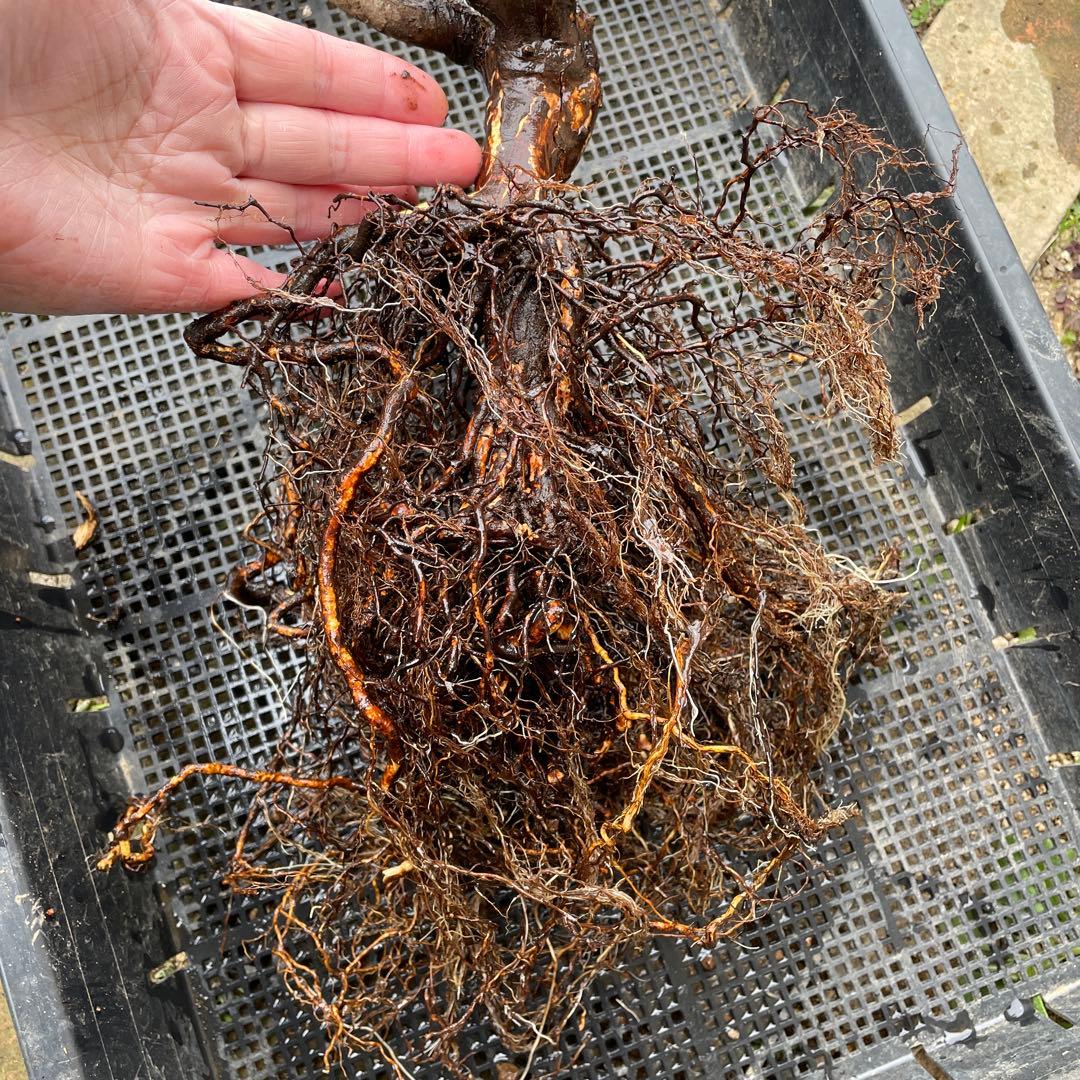 【1.19 癌腫無し　即購入可能】【ER廃盤　ジェフハミルトン苗