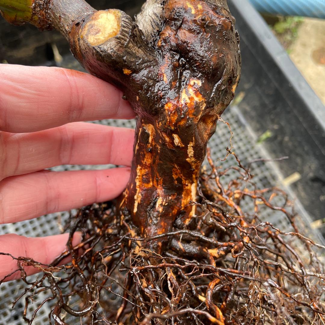 【1.19 癌腫無し　即購入可能】【ER廃盤　ジェフハミルトン苗