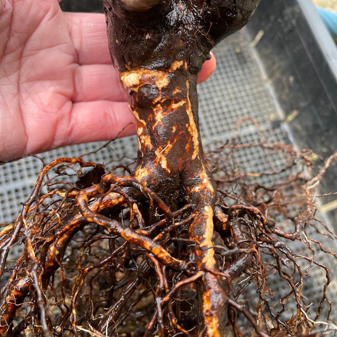 【1.19 癌腫無し　即購入可能】【ER廃盤　ジェフハミルトン苗