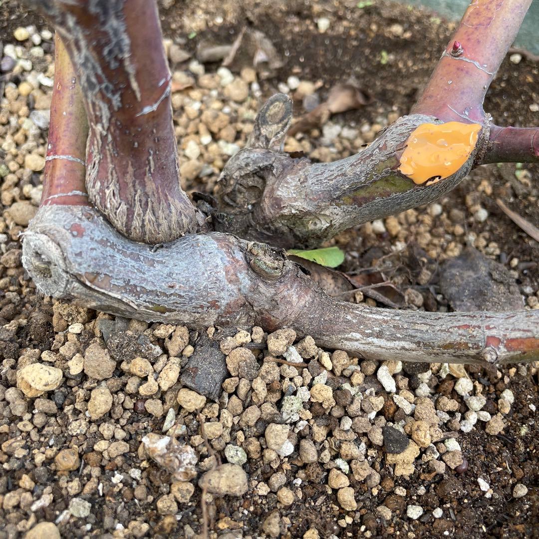 【1.19 癌腫無し　即購入可能】【ER廃盤　ジェフハミルトン苗