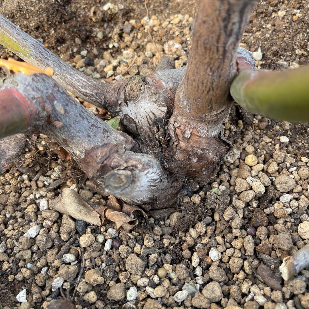 【1.19 癌腫無し　即購入可能】【ER廃盤　ジェフハミルトン苗