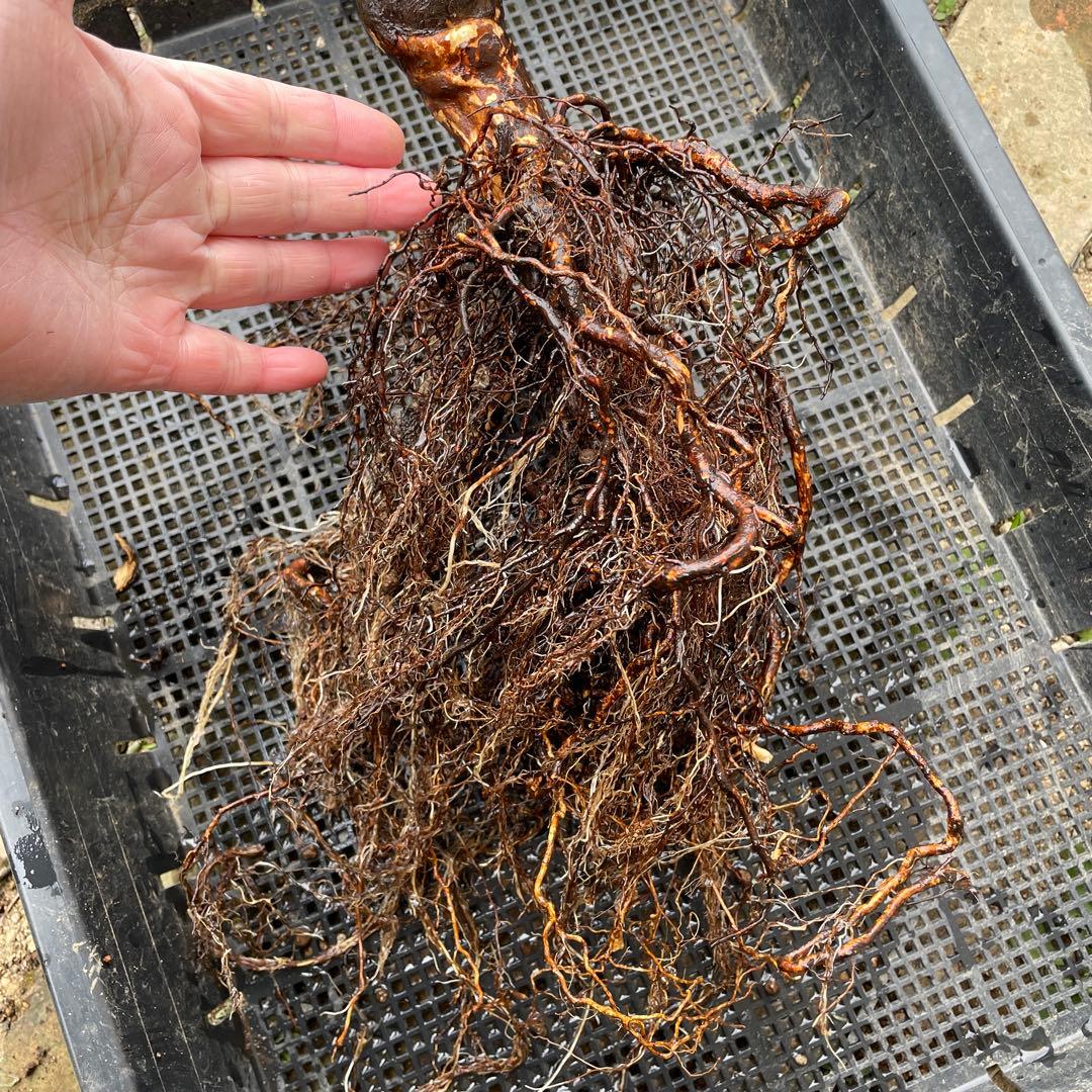 【1.19 癌腫無し　即購入可能】【ER廃盤　ジェフハミルトン苗