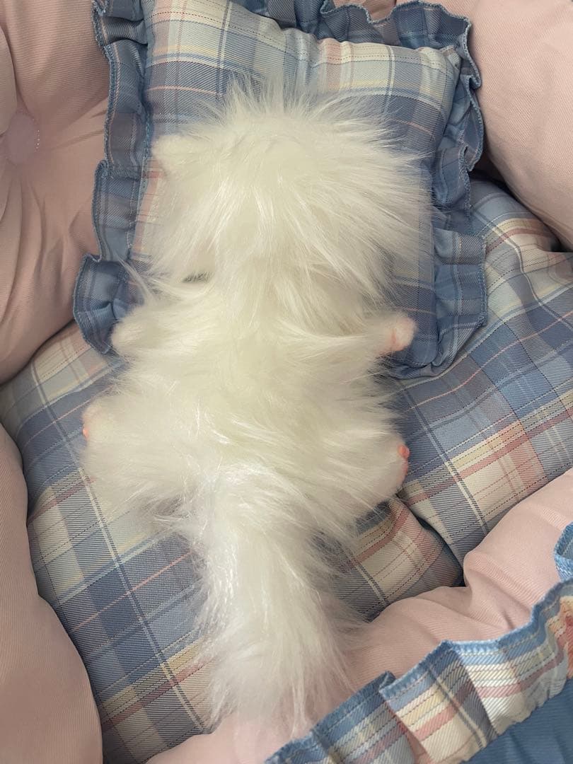 エキゾチックロングヘアの子猫アートドール