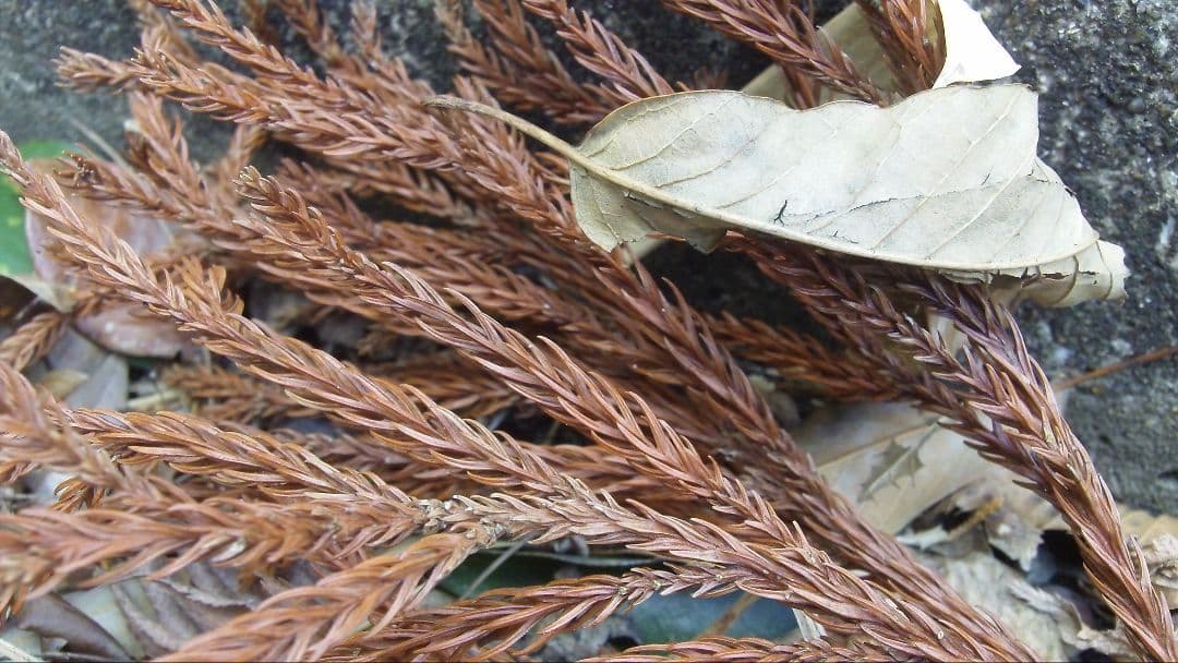 Kodak Zi8 ビデオカメラ 本体 動作確認済み　コダック