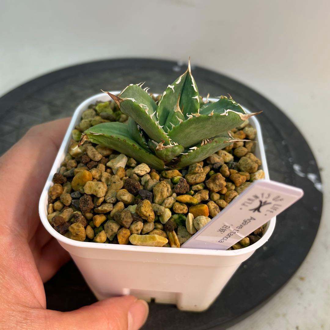 おまとめ専用　アガベ　チタノタ　白妖　散り斑タイプ　ホワイトアイス黄覆輪