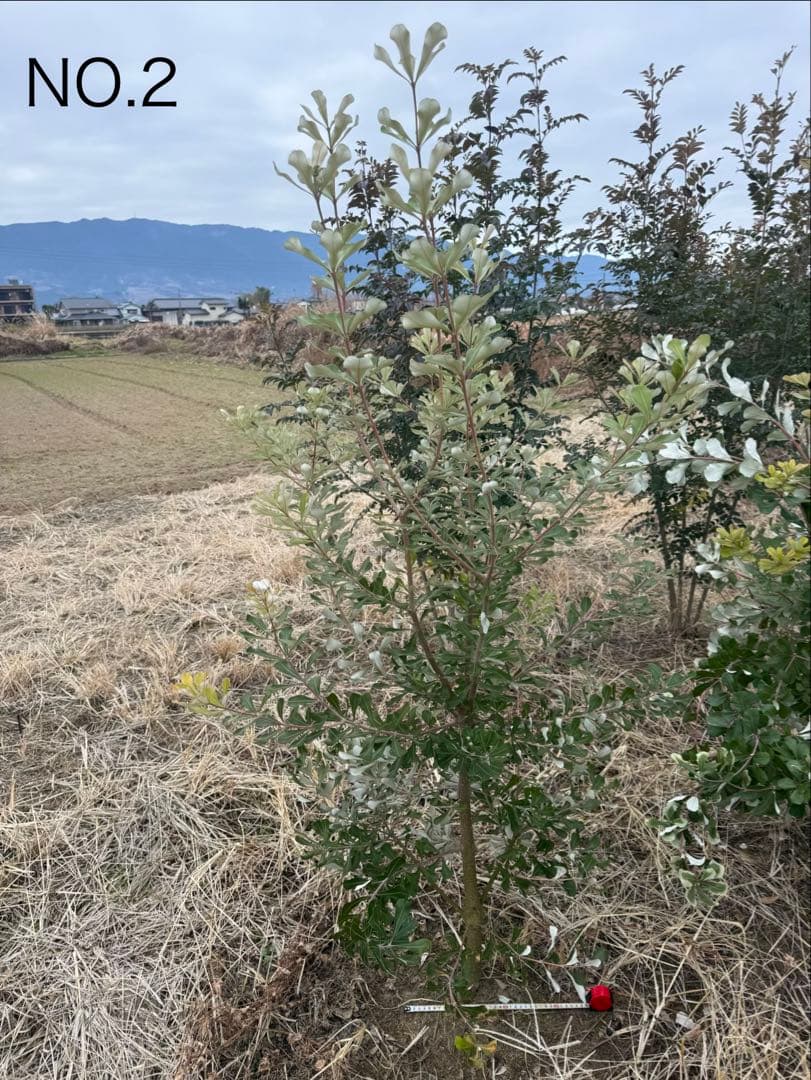 BAGGO！ コーストバンクシアNO.2